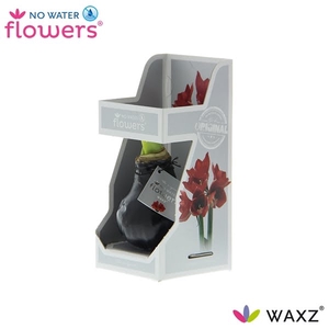 No Water Flowers Waxz® Black in Gift Box