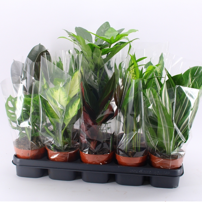 <h4>Z-10F Mixplanten Floratino</h4>