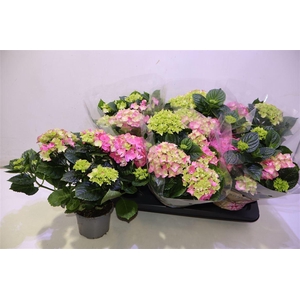 arr8 Hydr M Early Rosa