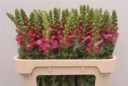 <h4>Antir Avignon Rose</h4>