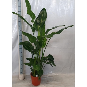 STRELITZIA NICOLAI