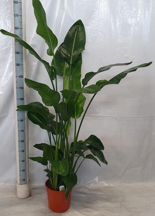 <h4>STRELITZIA NICOLAI</h4>