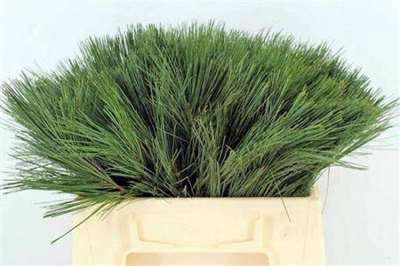 <h4>Pinus Strobus</h4>