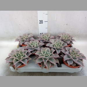 Echeveria   ...