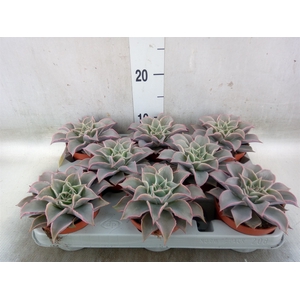 Echeveria   ...