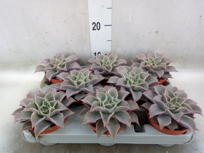 <h4>Echeveria   ...</h4>