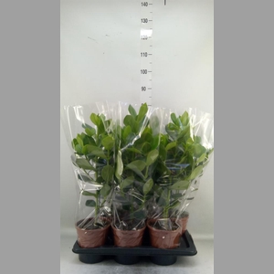 Clusia rosea 'Princess'