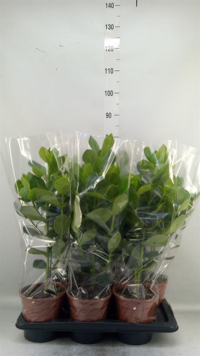 <h4>Clusia rosea 'Princess'</h4>