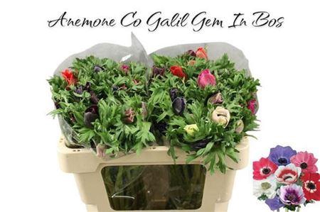 <h4>Anem Gem Bs</h4>