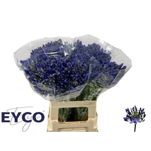Agap Eyfori Blue