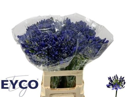 <h4>Agap Eyfori Blue</h4>