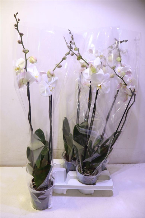 <h4>Phal Ov Wit</h4>