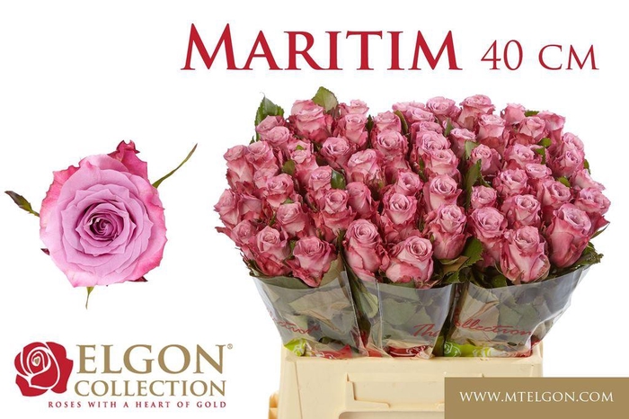 <h4>Rosa large maritim</h4>