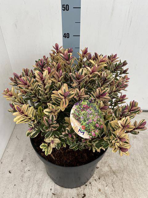 <h4>HEBE TRICOLOR</h4>