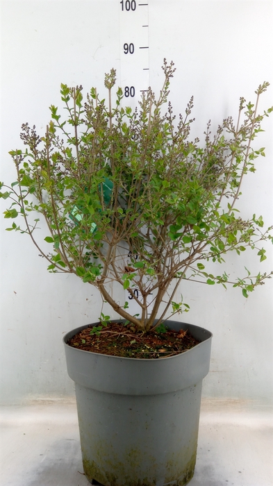 <h4>Syringa meyeri</h4>