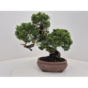 Juniperus chinensis, 21cm