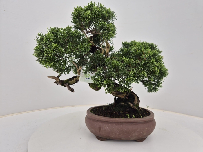 <h4>Juniperus chinensis, 21cm</h4>