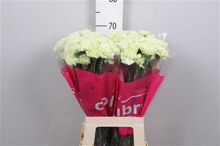 <h4>Di St Prado Mint</h4>