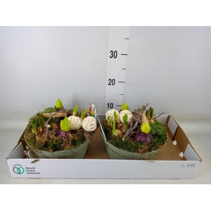 Arr.   Bol/Knolgewas L%