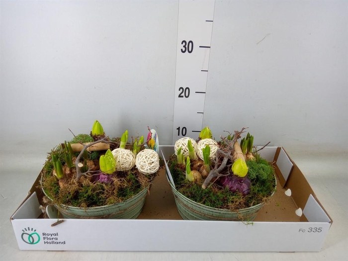 <h4>Arr.   Bol/Knolgewas L%</h4>