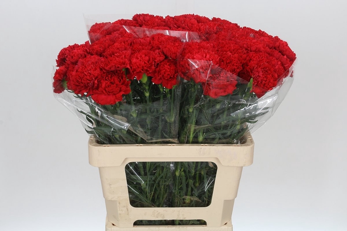 <h4>Dianthus St Arona</h4>