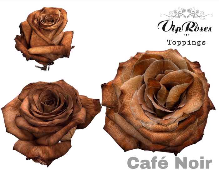 <h4>R GR CAFE NOIR</h4>