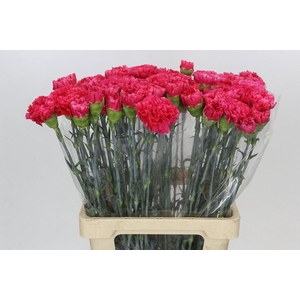 Dianthus St Bizet