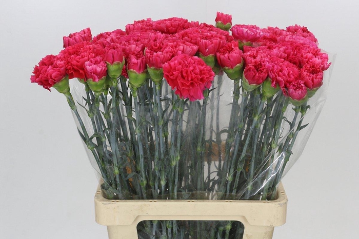 <h4>Dianthus St Bizet</h4>