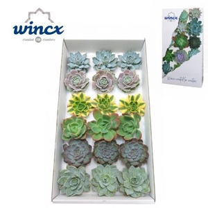 Wincx® - Season Mix Cutflower Wincx-8cm