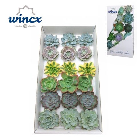 <h4>Wincx® - Season Mix Cutflower Wincx-8cm</h4>