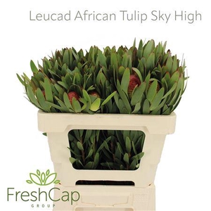 Leucad African Tulip Sky High