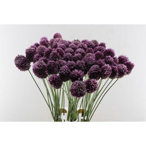 Allium Sphaerocephal