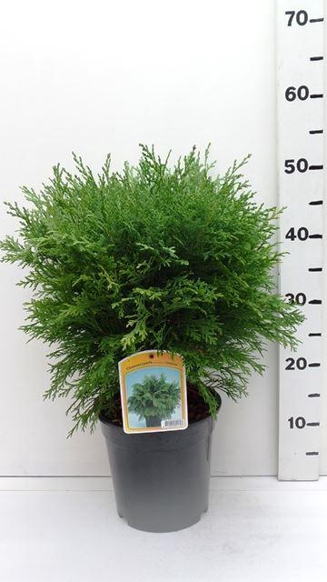 <h4>Chamaecyparis Globosa</h4>