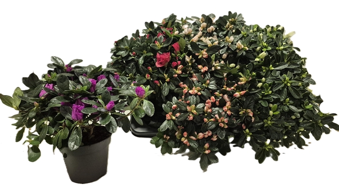 <h4>RHODO SI GEM</h4>