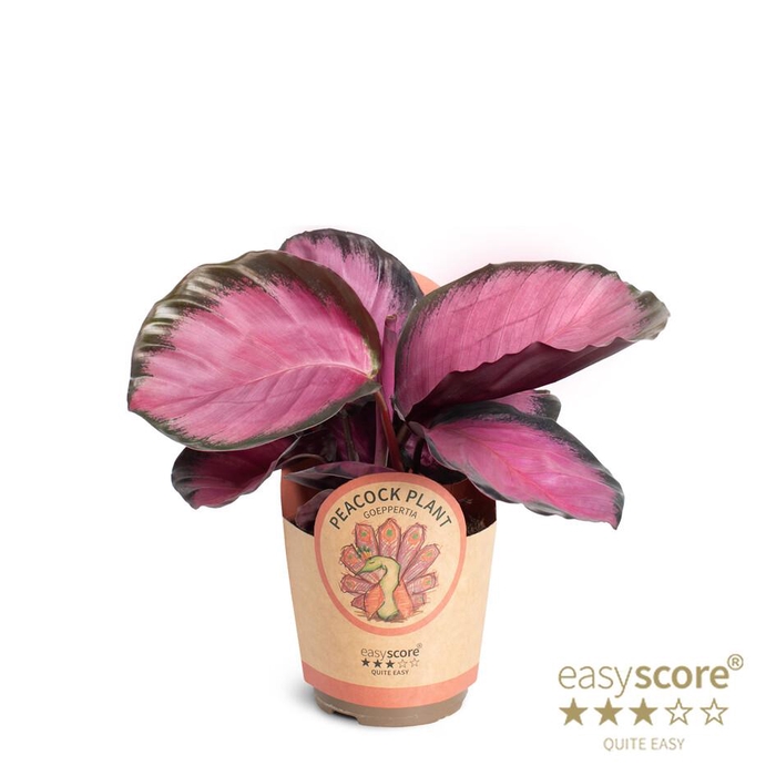 <h4>CALATHEA SPECIES</h4>