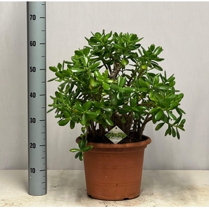 CRASS OVATA