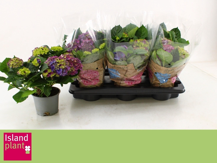 <h4>HYDR M NINGBO</h4>