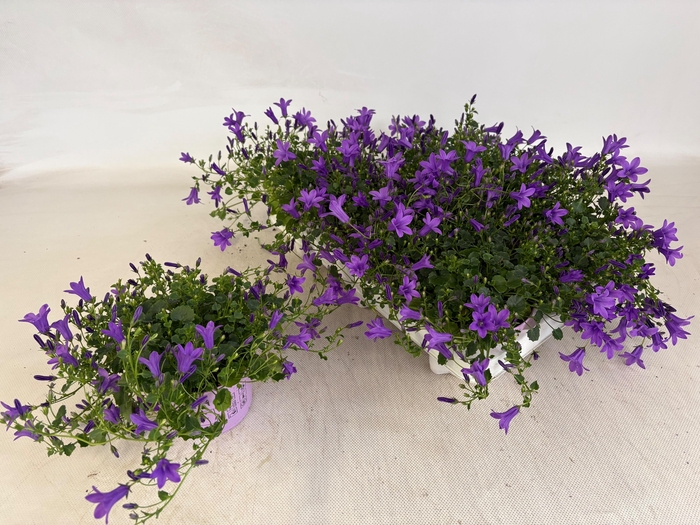 <h4>CAMP POR GEM 3 KL</h4>