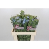 Oxypetalum Tweedia Blue