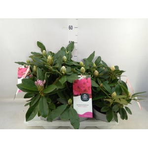 Rhododendron   ...mix