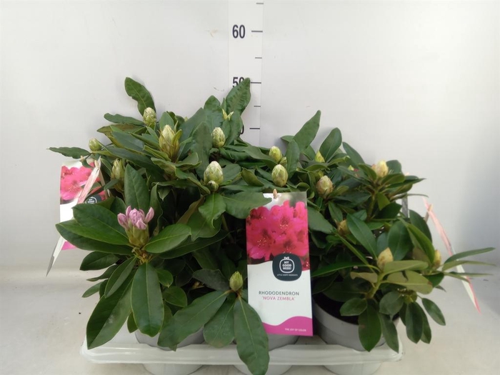 <h4>Rhododendron   ...mix</h4>