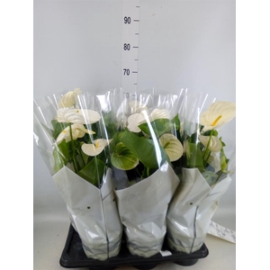 Anthurium andr. 'Alpine'