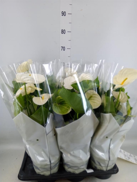 <h4>Anthurium andr. 'Alpine'</h4>