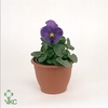 Viola wr. 'Delta True Blue'