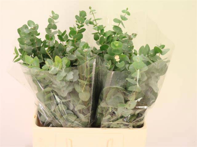 <h4>EUC CINEREA PER BOS</h4>