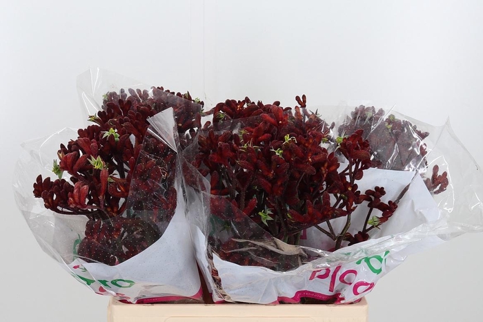 <h4>Anigoz Early Spring</h4>