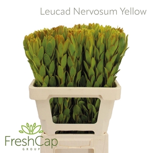 Leucad Nervosum Yellow
