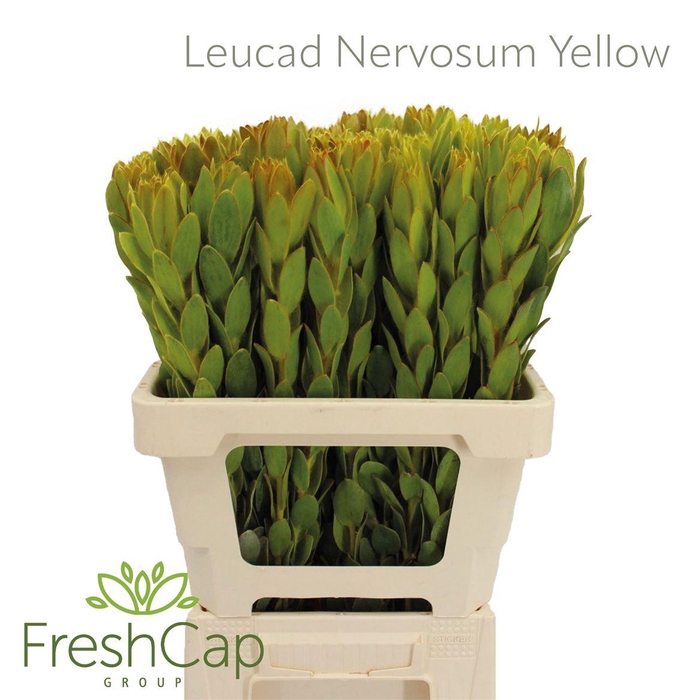<h4>Leucad Nervosum Yellow</h4>