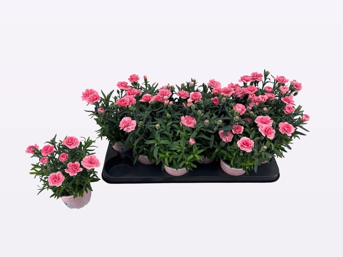 <h4>DIAN OSC PINK</h4>