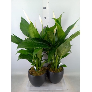 Spathiphyllum  'Bingo Cupido'